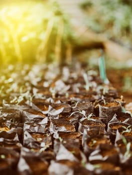 Small plants in black bags in a home garden. Small home nursery