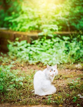 Portrait of a cute white cat in the yard looking at the camera