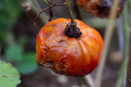A rotten tomato is sitting on a plant. The tomato is brown and has a few spots on it