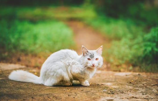White cat in a green garden looking at camera. Portrait of beautiful white cat walking in the yard