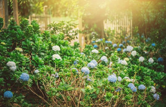 Beautiful garden of white and blue hydrangeas