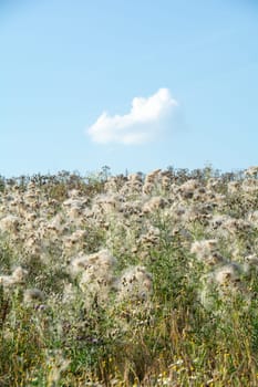 Wilted thistles in a field with lots of flying seeds