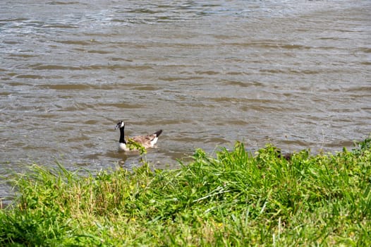 A Canada goose ( Branta canadensis ) swims in the water near the river bank