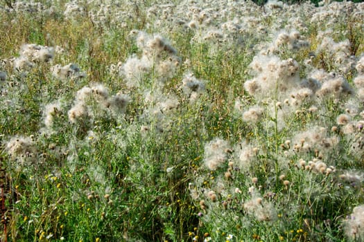 Wilted thistles in a field with lots of flying seeds