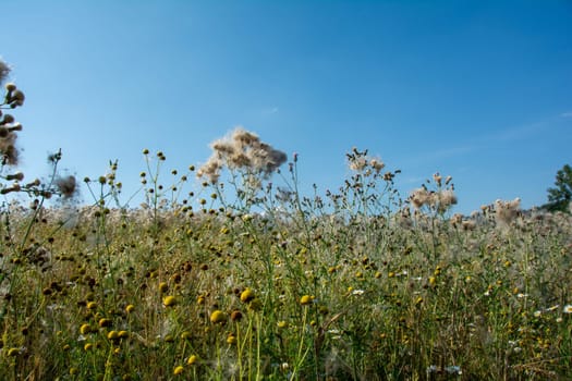 Wilted thistles in a field with lots of flying seeds