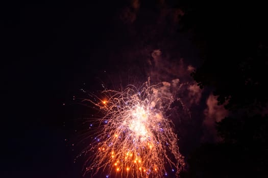 A colorful fireworks in the black night sky with the silhouette of a tree in the foreground