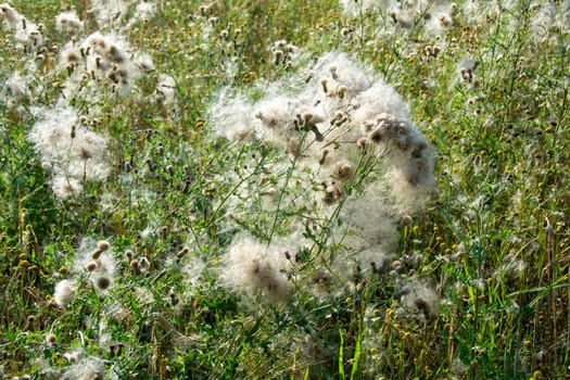 Wilted thistles in a field with lots of flying seeds