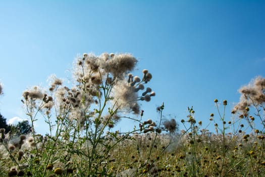 Wilted thistles in a field with lots of flying seeds