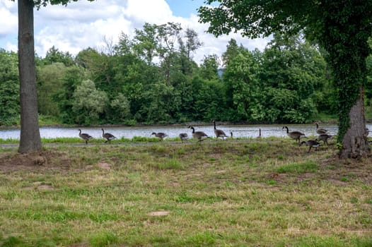 Many Canada geese ( Branta canadensis ) on a green meadow near the river bank