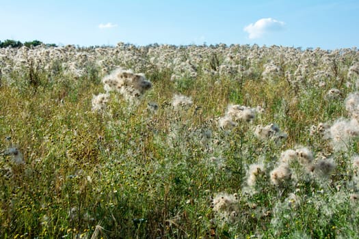 Wilted thistles in a field with lots of flying seeds