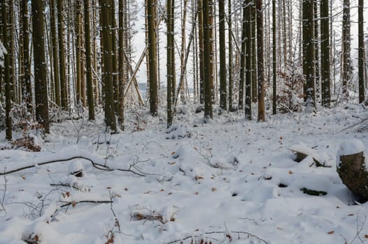Trees in the forest, winter with snow