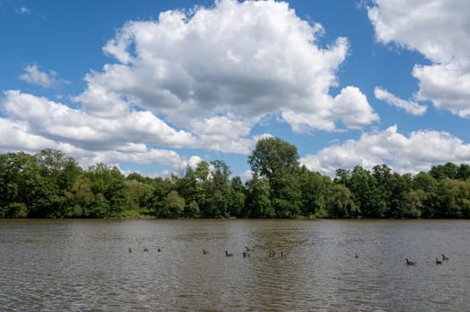Many Canada geese ( Branta canadensis ) swimming in the water near the river bank with blue sky and clouds