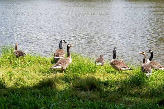 Many Canada geese ( Branta canadensis ) in the green grass in the wild, on the bank of a river