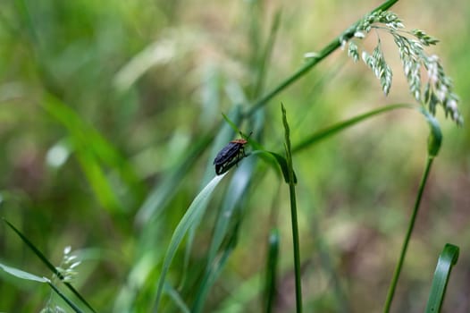 Red-necked Silphium beetle ( Oiceoptoma thoracicum ) on a blade of grass in green nature