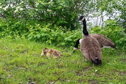 Family of Canada geese ( Branta canadensis ) with goslings in green grass in the nature