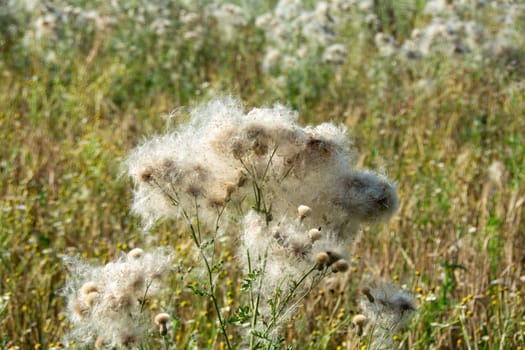 Wilted thistles in a field with lots of flying seeds