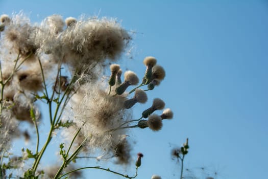 Wilted thistles in a field with lots of flying seeds