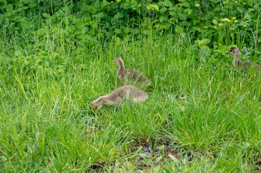 Chicks of Canada geese ( Branta canadensis ) in green grass in the wild