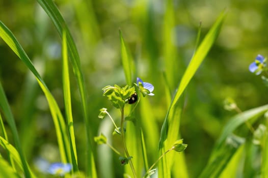 Black - red ladybug ( Coccinellidae )  on a plant in green nature
