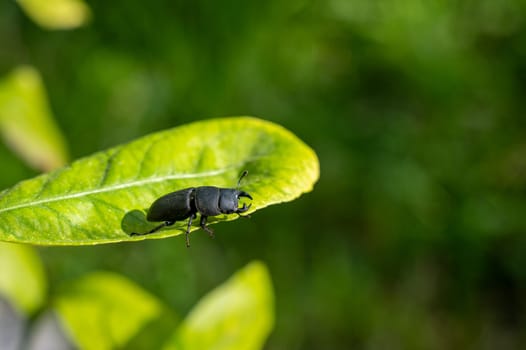 A bark beetle (Dorcus parallelipipedus) also called the dwarf stag beetle, on a green leaf in nature