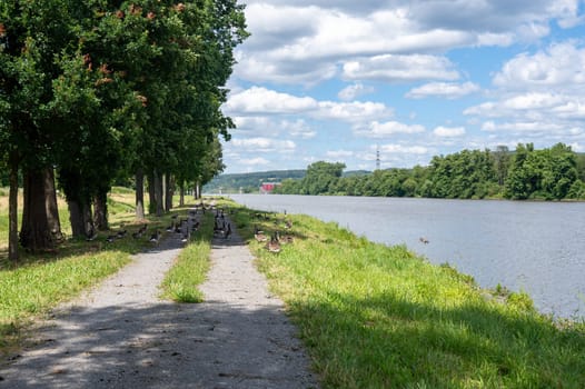 A lot of Canada geese ( Branta canadensis ) walking on a dirt road near the river bank