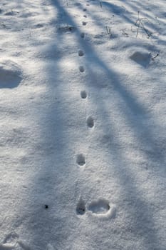 Cat footprints in the white snow