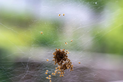 Many newly hatched spider babies in the web against a green background