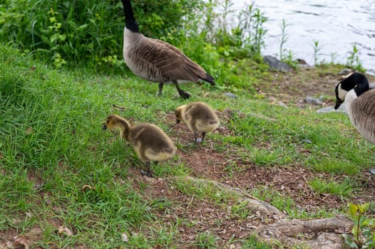 Family of Canada geese ( Branta canadensis ) with goslings in green grass by the water