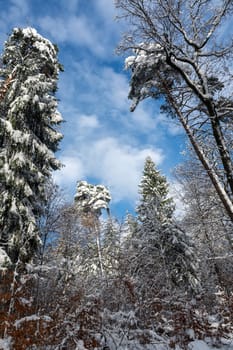 Snow covered fir trees in a forest with blue sky in winter time