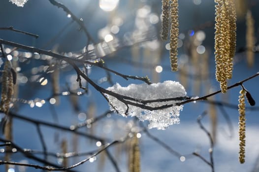 Hazel bush with flowers in winter ( Corylus avellana ) covered in snow in winter with sunlight