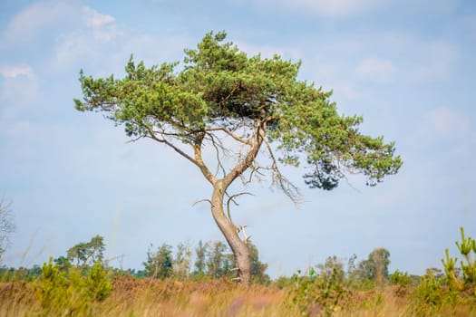 Lonely tree in heather landscape on Kalmthoutse Heide in Belgium