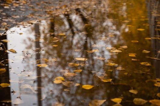 Autumn leaves on water background in puddle. Autumn atmosphere concept.