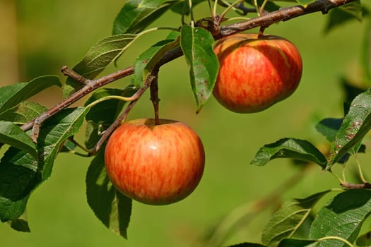ripe apples on a tree in summer in a German Graden