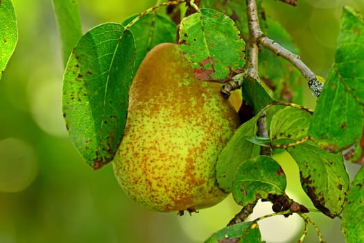 ripe pear on a tree in a German garden