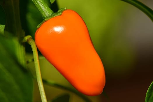 red ripe jalapeño chili on its plant