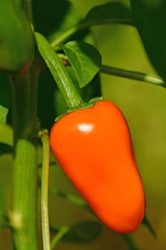 orange jalapeño chili on its plant