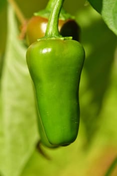 green jalapeño chili on its plant