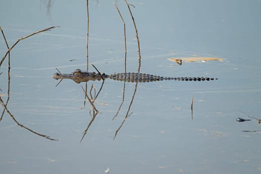 Young Alligator Patrolling a Wildlife Refuge in the Ernest F.Hollings ACE Basin National Wildlife Refuge in South Carolina