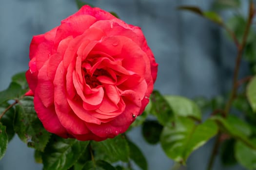 A red rose is in full bloom and is the center of attention in the image. The rose is surrounded by green leaves, which add a touch of color and contrast to the scene