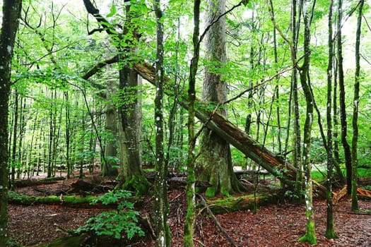 Old fallen trees remain in the Bavarian Forest National Park