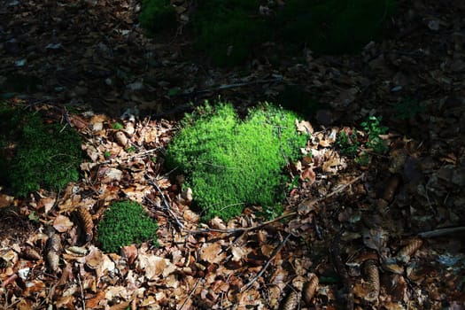 Moss in the shape of a heart on a forest floor with autumn leaves