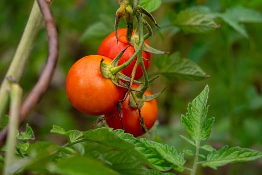 Three ripe red tomatoes hanging from a plant. The tomatoes are ripe and ready to be picked