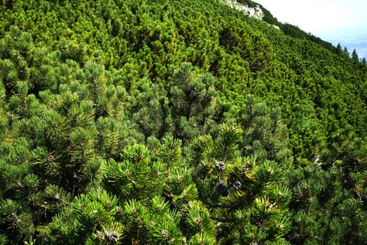 Dwarf pine tree in the Tyrolean Alps