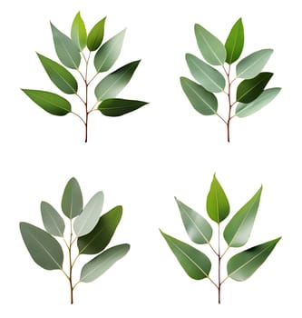 eucalyptus isolated on white background