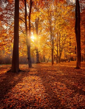 Forest, Beautiful Landscape, Autumn Season, AI generated image