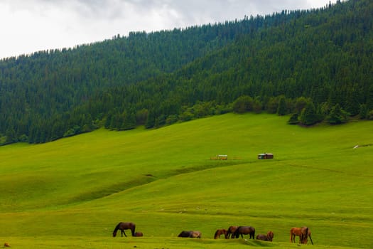 horses grazing under forested hill slope at rainy summer day