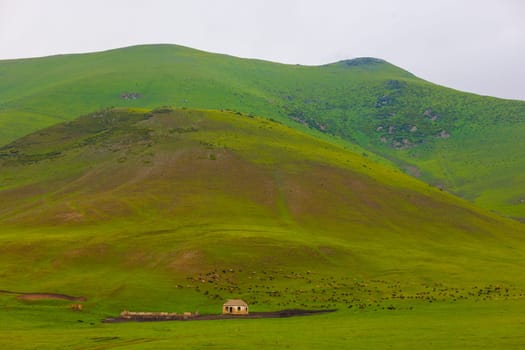 flock of sheep are grazing on green hill pasture at rainy day near farm ruins at Kyrgyz Jailoo