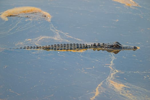Young Alligator Swimming Through Pollen Coated Waters in the Ernest F.Hollings ACE Basin National Wildlife Refuge in South Carolina