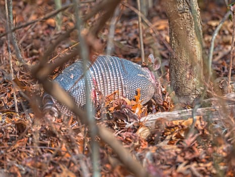 Nine-banded armadillo Rooting Through the Forest in the Ernest F.Hollings ACE Basin National Wildlife Refuge in South Carolina