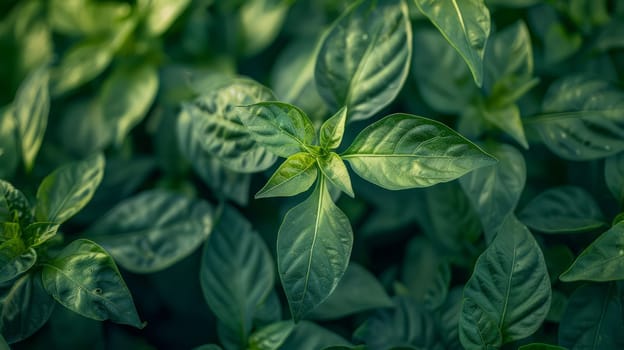 Close-up of fresh green basil plants, in the soft morning sunlight, view from above. Copy space